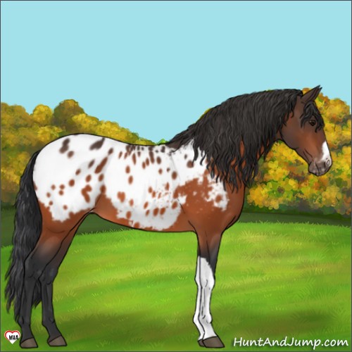 Horse Color:Bay Appaloosa 