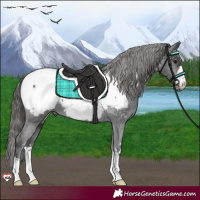 Horse Color:Black Appaloosa 