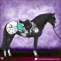Horse Color:Black Appaloosa