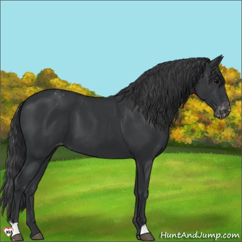 Horse Color:Black Appaloosa 