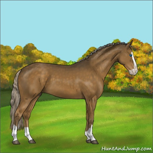 Horse Color:Chocolate Palomino Splash 