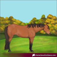 Horse Color:Bay 