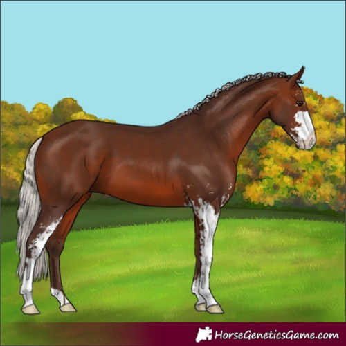 Horse Color:Silver Brown Sabino 