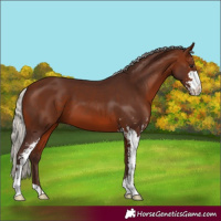 Horse Color:Silver Brown Sabino 