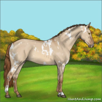 Horse Color:White Spotted Red Dun 