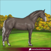 Horse Color:Silver Black Sabino 
