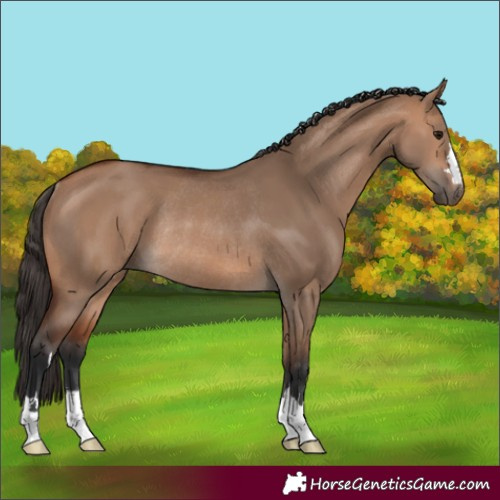 Horse Color:Bay Dun Rabicano 