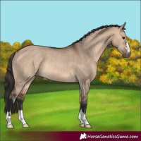 Horse Color:Bay Dun Rabicano 