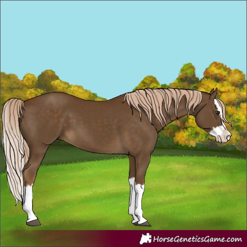 Horse Color:Chocolate Palomino Splash