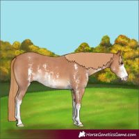 Horse Color:Chestnut Sabino
