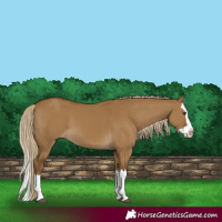 Horse Color:Chocolate Palomino Dun Splash 