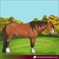 Horse Color:Bay 