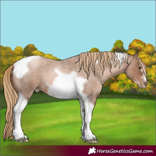 Horse Color:Liver Red Roan Pearl Tobiano Frame