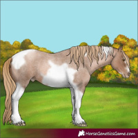 Horse Color:Liver Red Roan Pearl Tobiano Frame