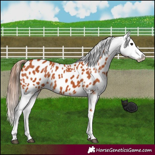 Horse Color:Bay Appaloosa 