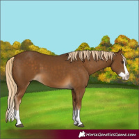 Horse Color:Chocolate Palomino Splash 