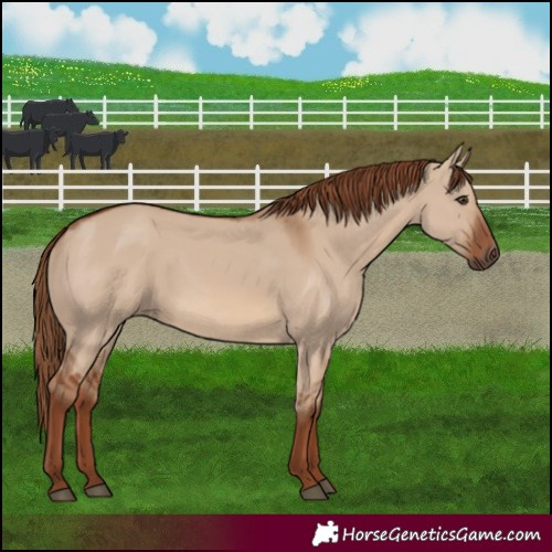 Horse Color:Red Dun 