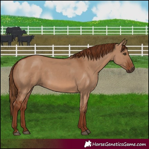 Horse Color:Red Dun 
