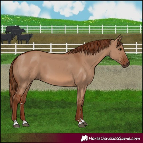 Horse Color:Red Dun 