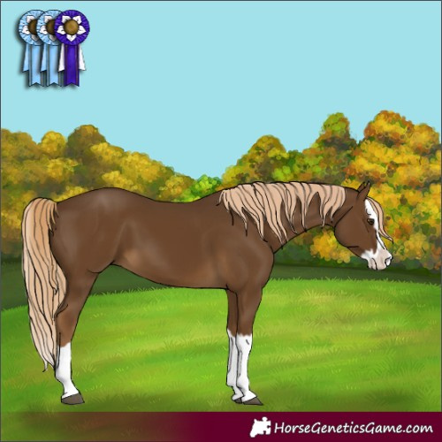 Horse Color:Chocolate Palomino Splash 