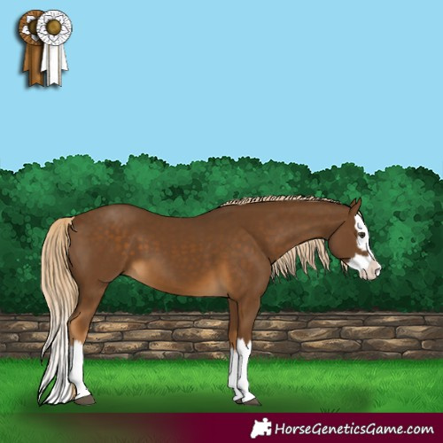 Horse Color:Chocolate Palomino Splash 