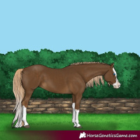 Horse Color:Chocolate Palomino Splash 