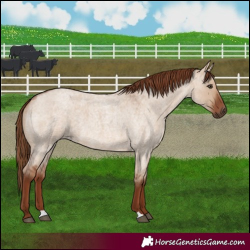 Horse Color:Red Dun Roan 