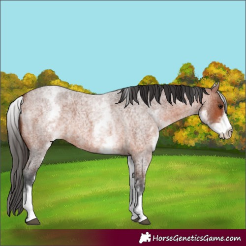 Horse Color:White Spotted Bay Roan