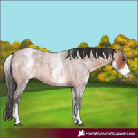 Horse Color:White Spotted Bay Roan 