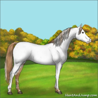 Horse Color:Red Roan Near Fewspot 