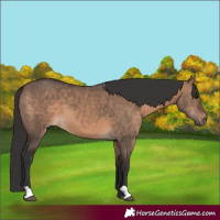 Horse Color:Brown Dun