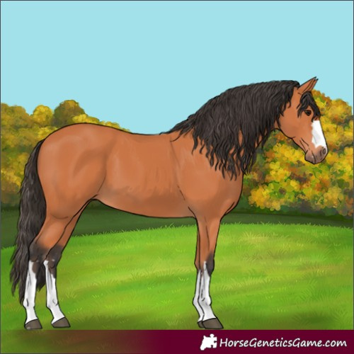 Horse Color:Bay 