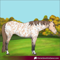 Horse Color:Bay Dun Appaloosa 