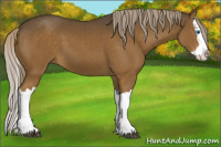 Horse Color:Chocolate Palomino Splash 