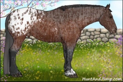 Horse Color:Brown Appaloosa  and Brown Appaloosa 