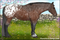 Horse Color:Brown Appaloosa  and Brown Appaloosa 