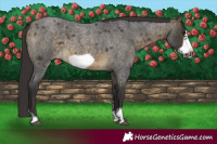 Horse Color:Buckskin Roan Sabino Frame 