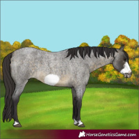 Horse Color:Buckskin Roan Sabino Frame 