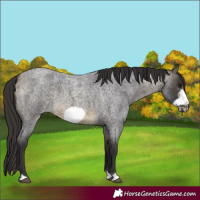 Horse Color:Buckskin Roan Sabino Frame 