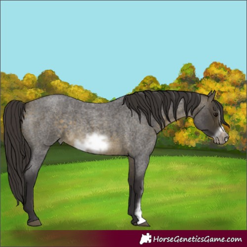 Horse Color:Buckskin Roan Sabino Frame 