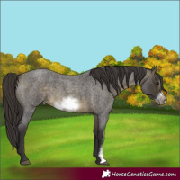 Horse Color:Buckskin Roan Sabino Frame 