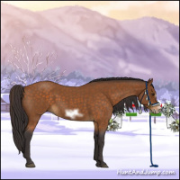 Horse Color:Buckskin Roan Sabino Frame 