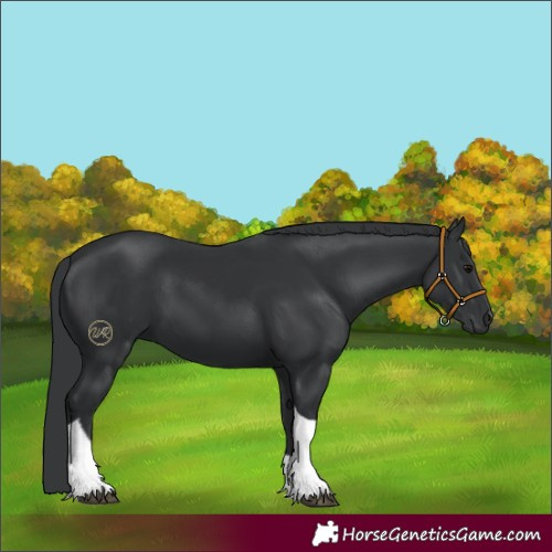 Horse Color:Black Tobiano Rabicano 
