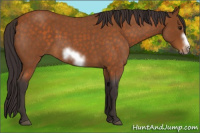 Horse Color:Buckskin Roan Sabino Frame 