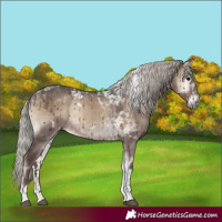 Horse Color:Silver Grullo Onyx Tobiano Rabicano Brindle 