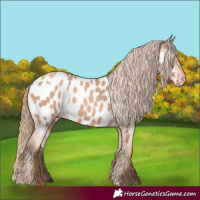 Horse Color:Amber Champagne Appaloosa  and Gold Champagne Appaloosa 