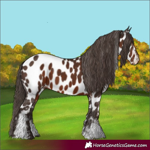 Horse Color:White Spotted Liver Chestnut Appaloosa 