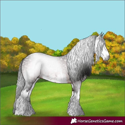 Horse Color:Gray White Spotted Bay 