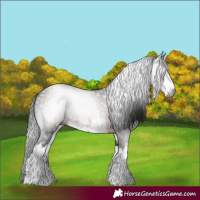 Horse Color:Gray White Spotted Bay 