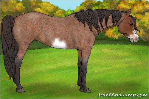 Horse Color:Buckskin Roan Sabino Frame 